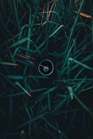 Nature's Focus: A Lens Among the Greens