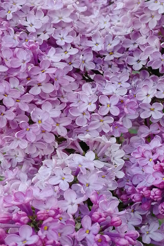 Whispers of Spring: The Lilac Blooms 🌸💜