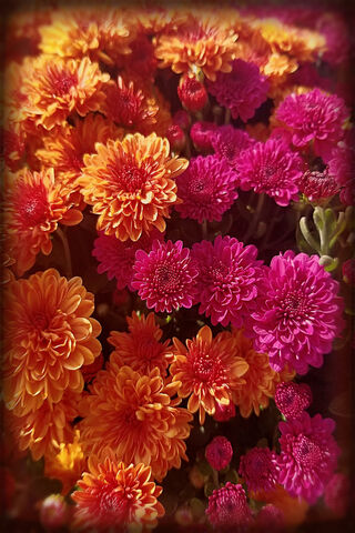 Autumn's Colorful Embrace: Mums in Bloom 🍂🌼