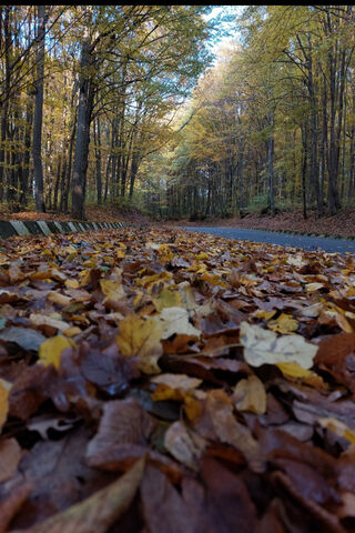 Autumn's Golden Path 🍂✨