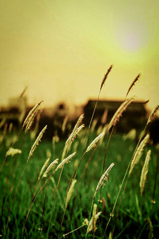 Golden Serenity: A Glimpse of Nature's Calm