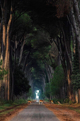 Enchanted Forest Pathway 🌲✨