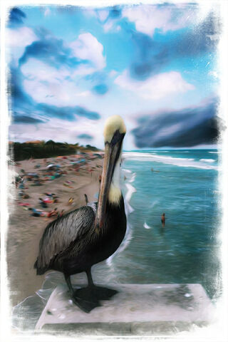 Pelican's Paradise: A Coastal View 🌊🦩