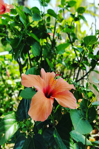 Peachy Blossom Delight 🍑🌺