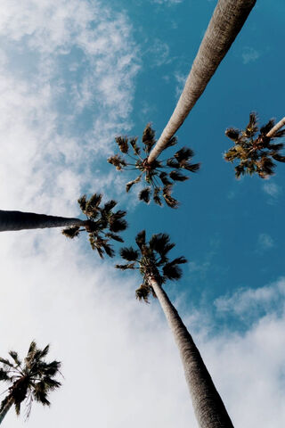 Tropical Serenity: A Skyward View of Palm Trees 🌴☁️