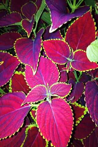 Crimson Elegance: The Allure of Red Leaves 🍂✨