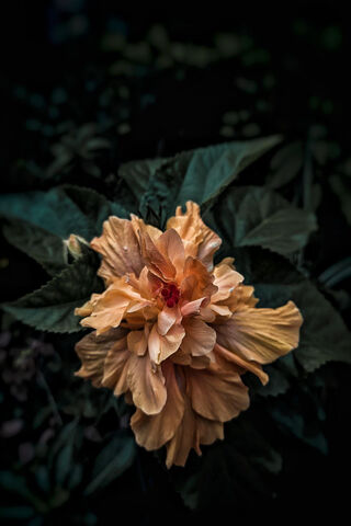 Rosa's Golden Embrace 🌼✨