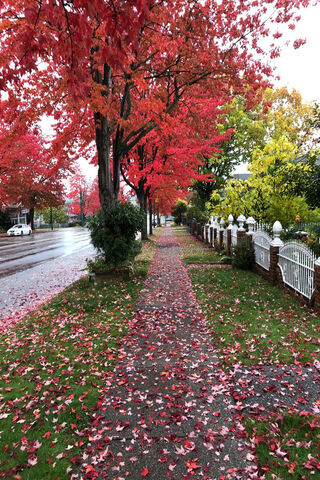 Autumn's Fiery Embrace: The Red Maple Pathway 🍁✨