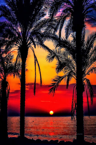 Crimson Horizons: A Tropical Evening