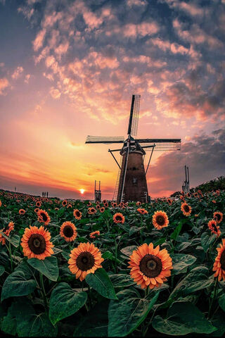 Golden Horizons: Sunflower Dreams 🌻🌅