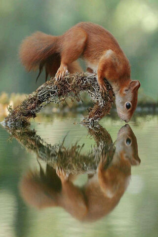 Squirrel's Serene Reflection 🌳✨