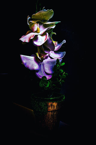 Mystical Blooms: The Enchantment of the Spectral Flower 🌸✨