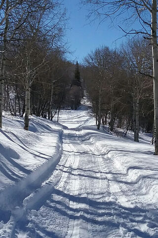 Winter Wonderland Pathway ❄️🌲