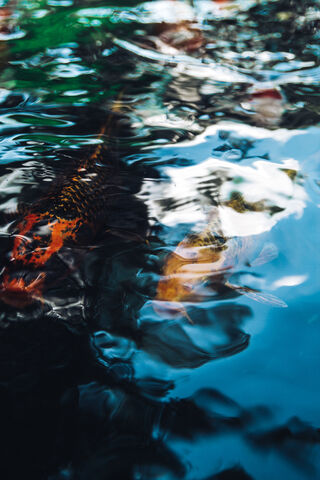 Serenity of TET: Koi Reflections