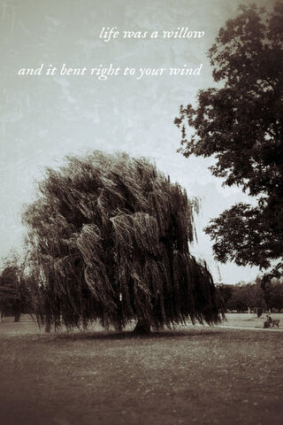 Whispers of the Willow 🌿✨