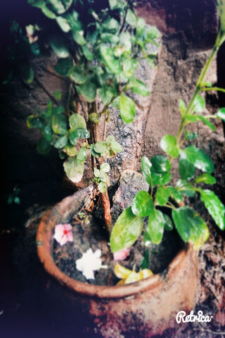 Tulsi: The Sacred Herb of Wellness 🌿✨