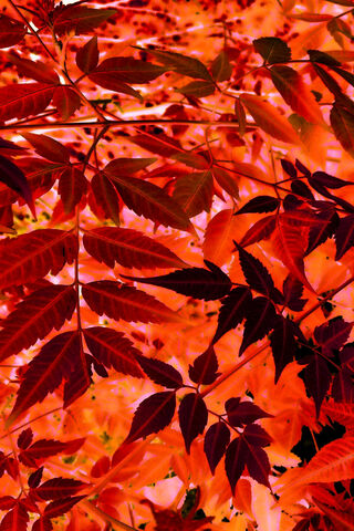 Crimson Canopy: Nature's Fiery Palette 🍂🔥