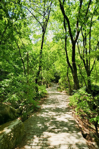 Nature's Tranquil Pathway 🌿🌳