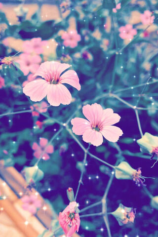 Sunlit Blossoms: Nature's Radiance 🌸☀️