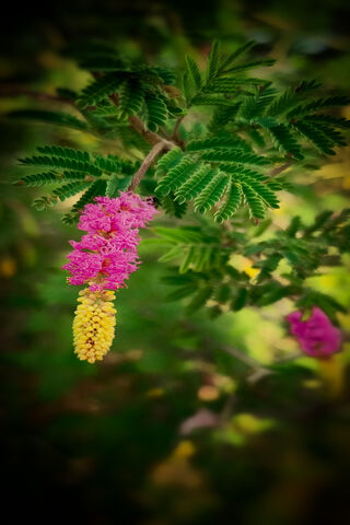 Nature's Colorful Charm 🌸✨