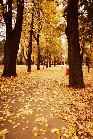 Autumn's Golden Path 🍂✨