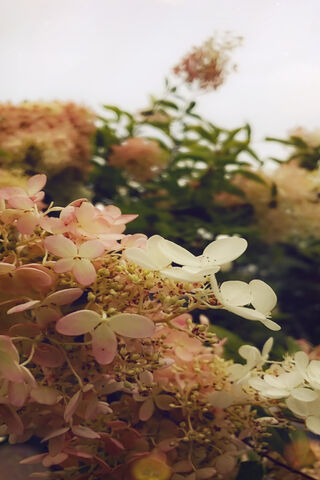 Whispers of Autumn Blooms 🍂🌸
