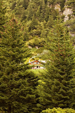 Nestled Among the Pines 🌲🏡