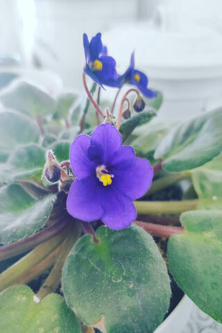 Blooming Beauty: The Violet Haven 🌸