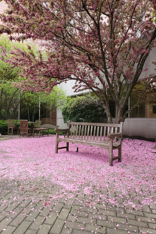 Blossom Haven: A Serene Retreat 🌸🌳