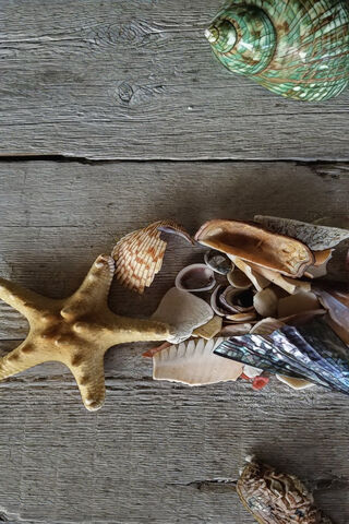 Coastal Treasures: A Collection of Beach Wonders 🐚🌊