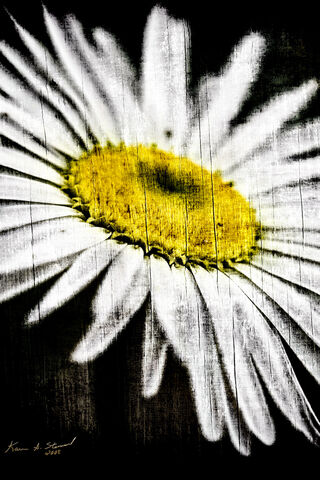 Daisy Dreams: Nature's Whispers 🌼✨