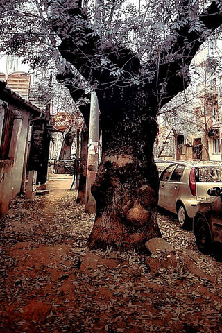 Whispers of Beograd: Nature Meets Urban Life 🌳🏙️