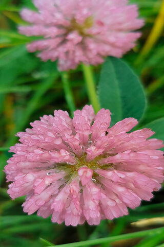 Clover's Charm: Nature's Pink Delight 🌸🍀