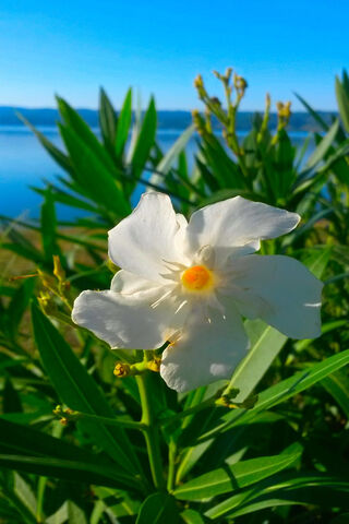Cicek: The Beauty of Nature's Bloom 🌼