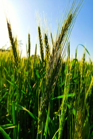 Golden Waves of Dangling Wheat 🌾✨