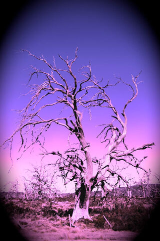 Whispers of the Deadwood 🌳✨