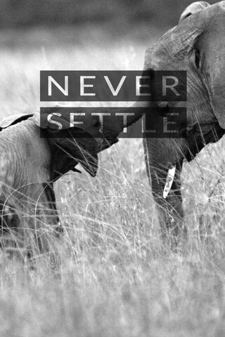 Elephant 9: A Journey of Resilience 🐘✨