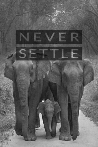 Elephant Family: Strength in Unity 🐘❤️