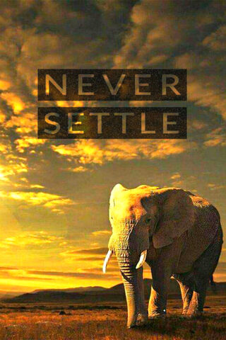 Majestic Resilience: The Elephant's Journey