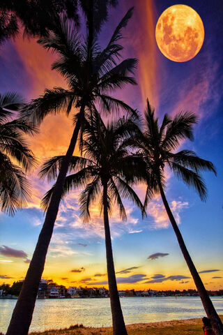Moonlit Paradise: A Tro..