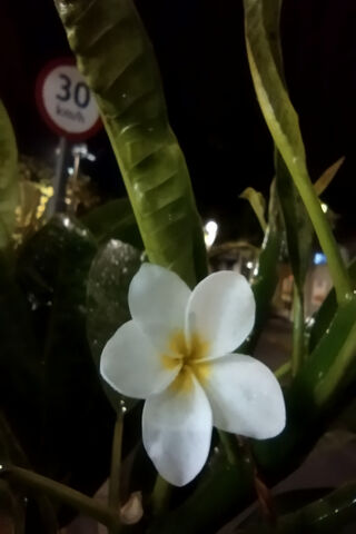 Night Bloom: The Beauty of Flor Urbana 🌼🌙