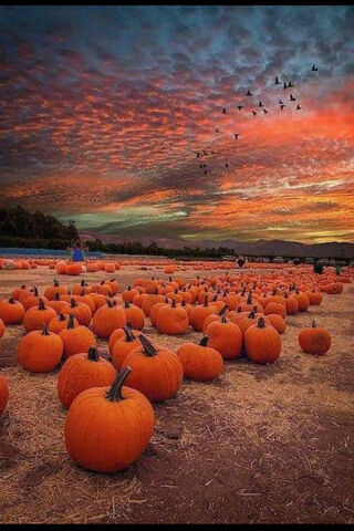 Fall Pumpkins