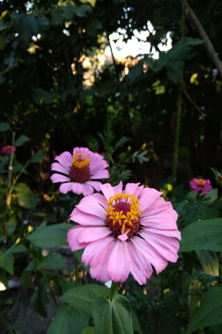 Blooming Beauty: A Glimpse into Cicek Bahce 🌸🌿