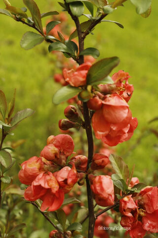 Blossoms of Serenity 🌸
