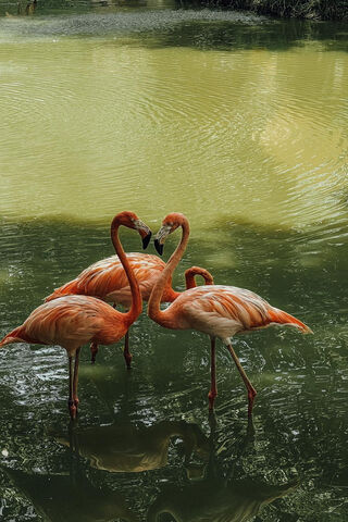 Flamingo Romance: A Dance of Love