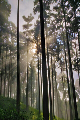 Sunlit Serenity in Lamahatta 🌞🌲