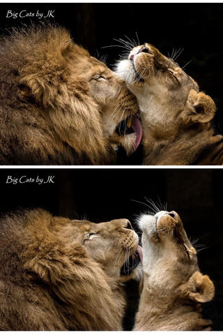Roaring Affection: The Love of Lions 🦁❤️