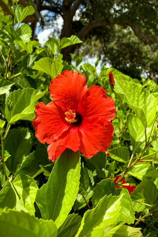 Crimson Charm: The Lady's Delight 🌺