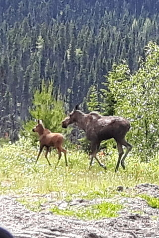 Nature's Duo: Moose Mom and Her Calf 🦌❤️