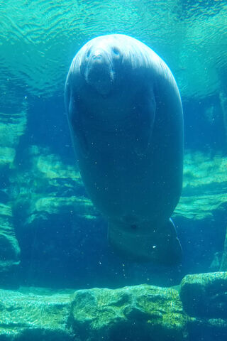 Gentle Giant of the Waters: The Manatee 🐋💙